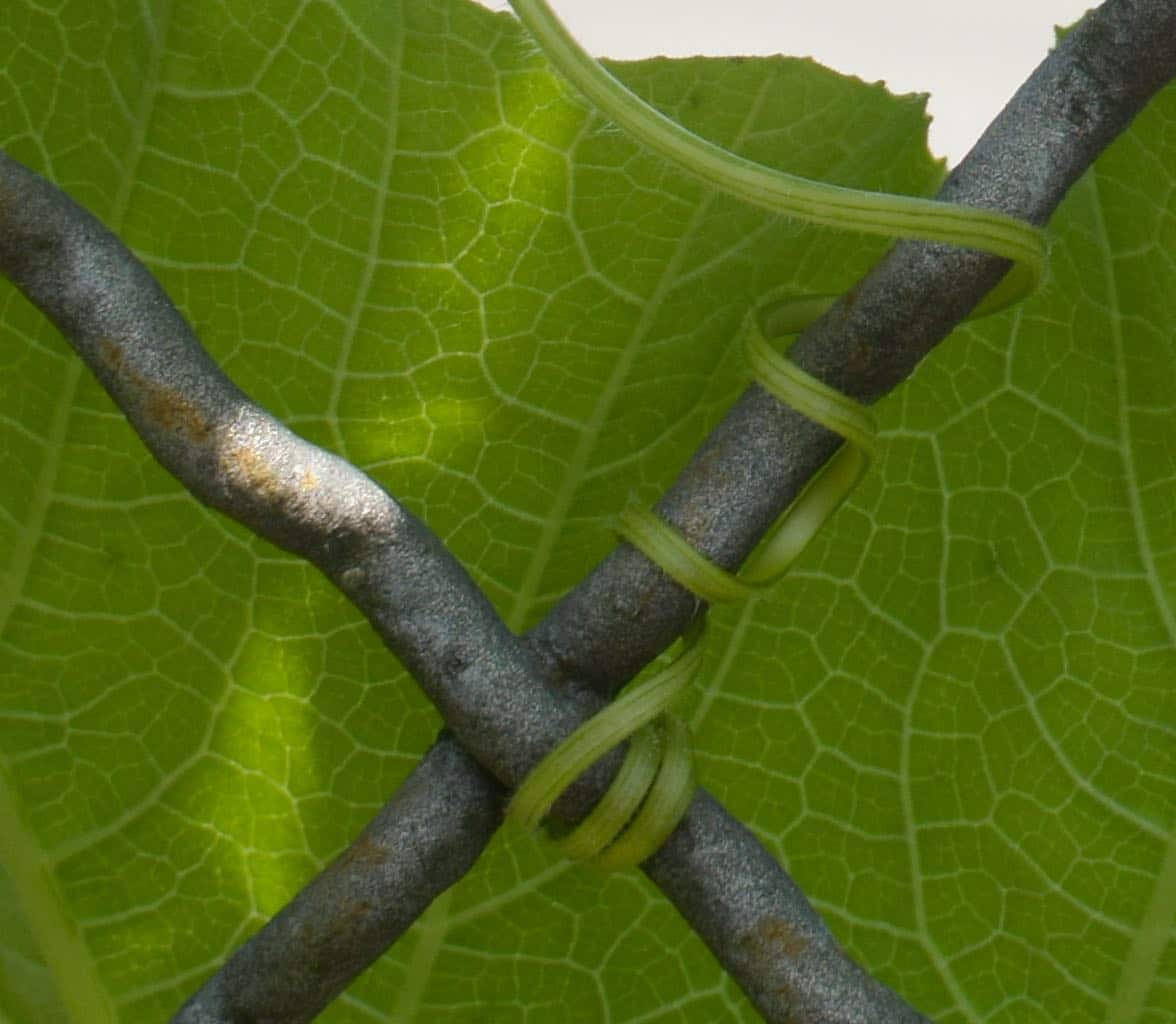 Fotografia in macro di un viticcio che si avvolge su una recinzione metallica con sfondo una foglia verde.