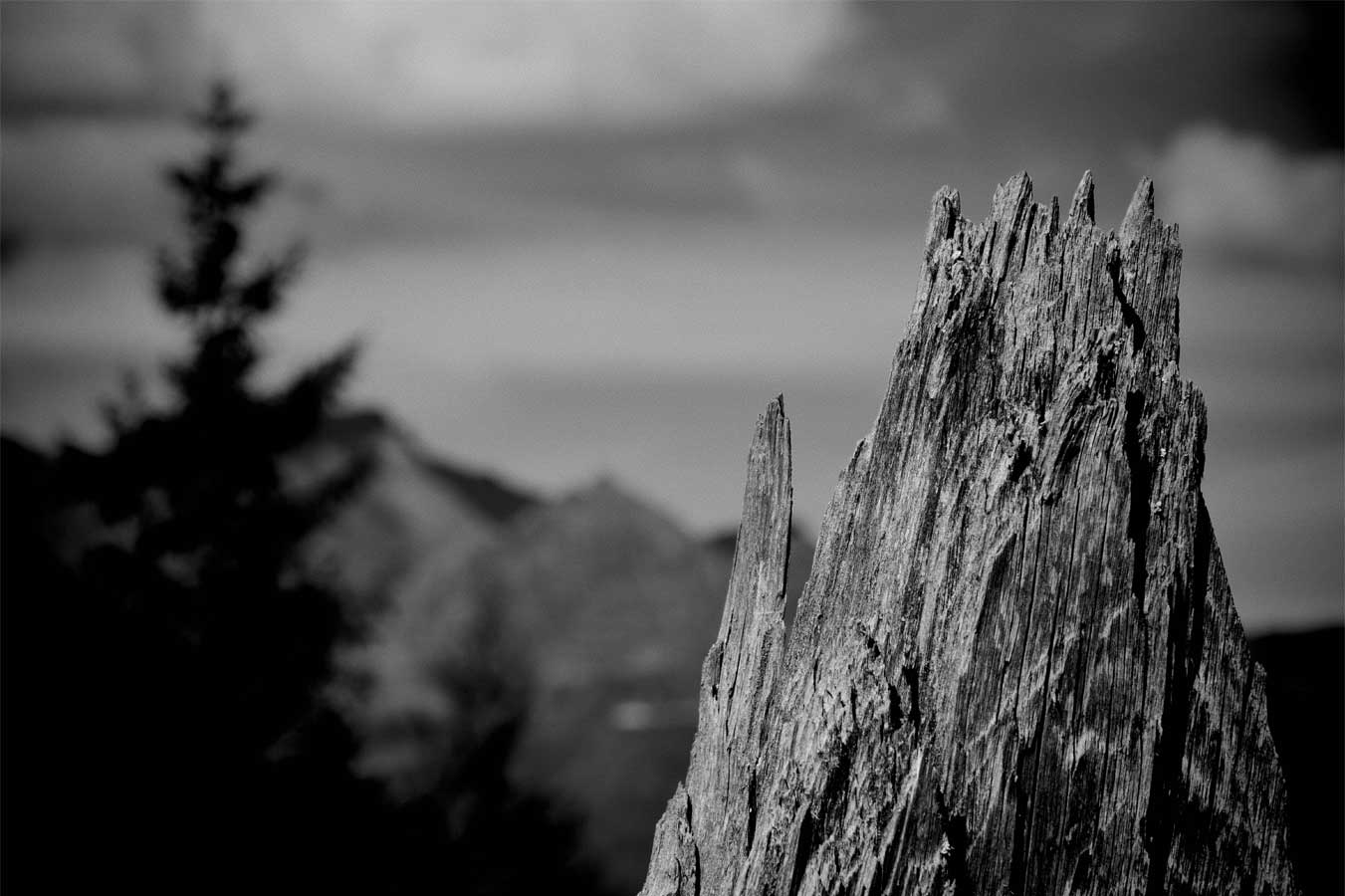 fotografia di un particolare del ceppo di legno che sembra una punta montuosa con sfondo di alberi e nuvole.
