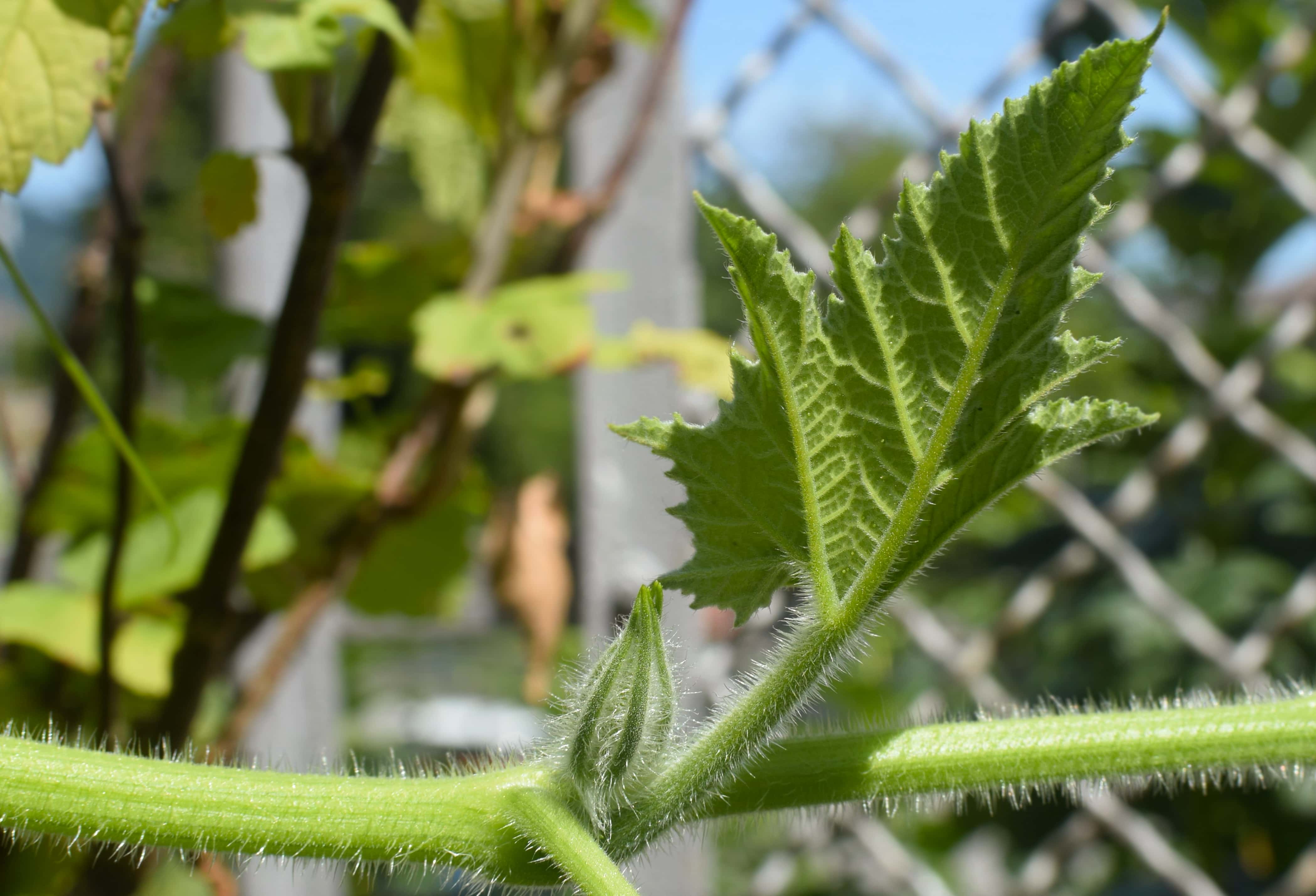 Fotografia in macro di una foglia verde e seghettate con un piccolo germoglio, sullo sfondo una recinzione metallica e altre foglie.